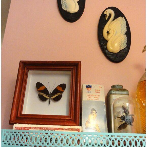 Vintage Framed Postman Butterfly oddity curiosity entomology insect wall hanging - Picture 7 of 10